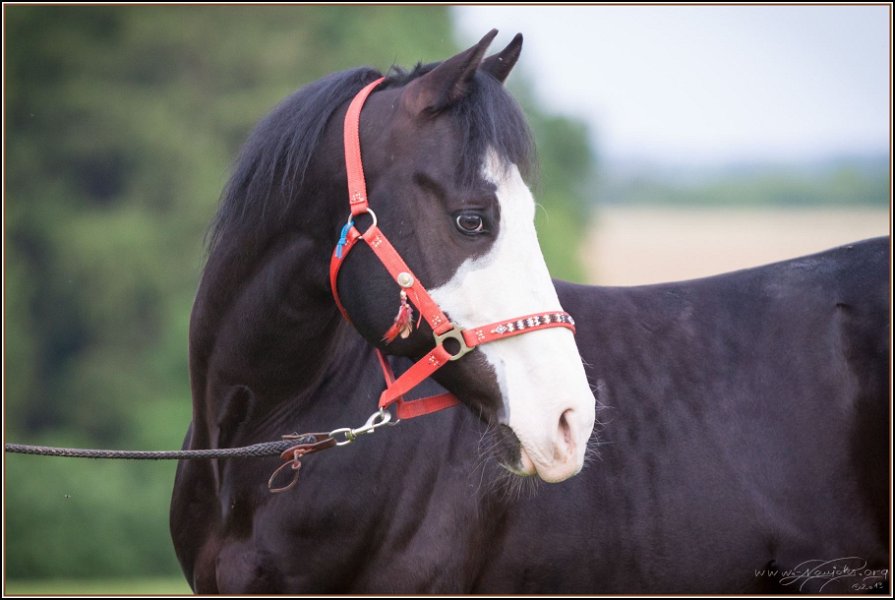 Asbach Fohlenshow 2014 109